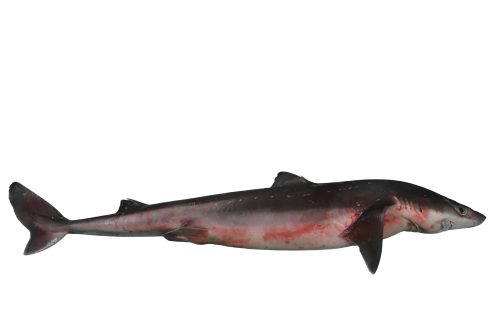 Aiguillat-Commun-Entier-B