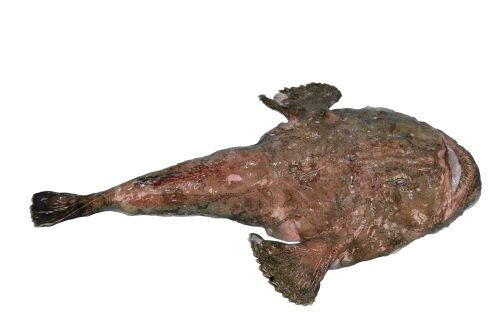 Baudroie-Commune-Entier-B