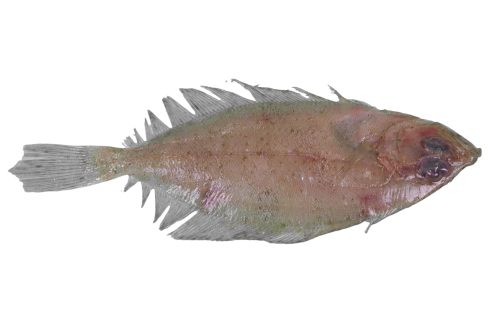 Cardine-Franche-Entier-A