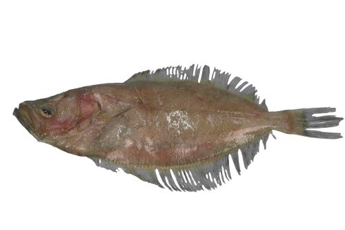 Cardine-Franche-Entier-B