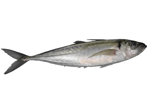 Chinchard-Queue-Jaune-Entier-A