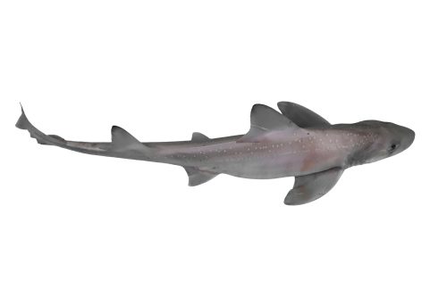 Emissole-Tachetee-Entier-A