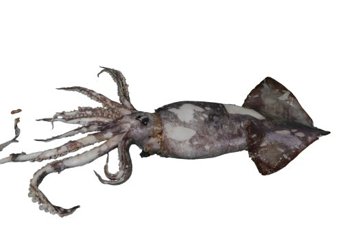 Encornet-Rouge-Entier-B