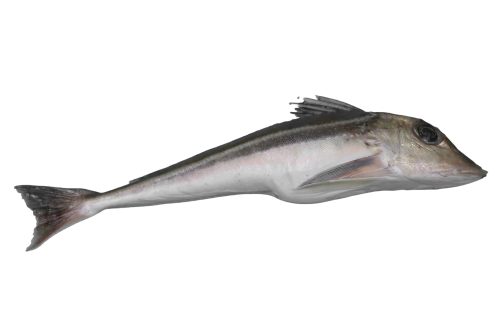 Grondin-Gris-Cotier-Entier-A