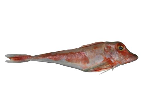 Grondin-Gris-Entier-A