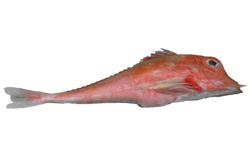 Grondin-Lyre-Entier-A