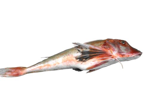 Grondin-Perlon-Entier-A