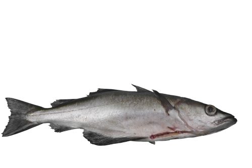 Lieu-Jaune-Entier-2-B