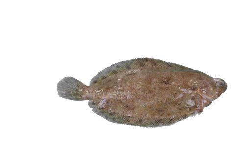 Limande-Sole-Entier-B