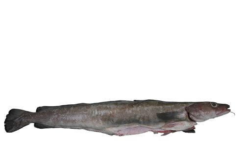 Lingue-Bleue-Entier-A